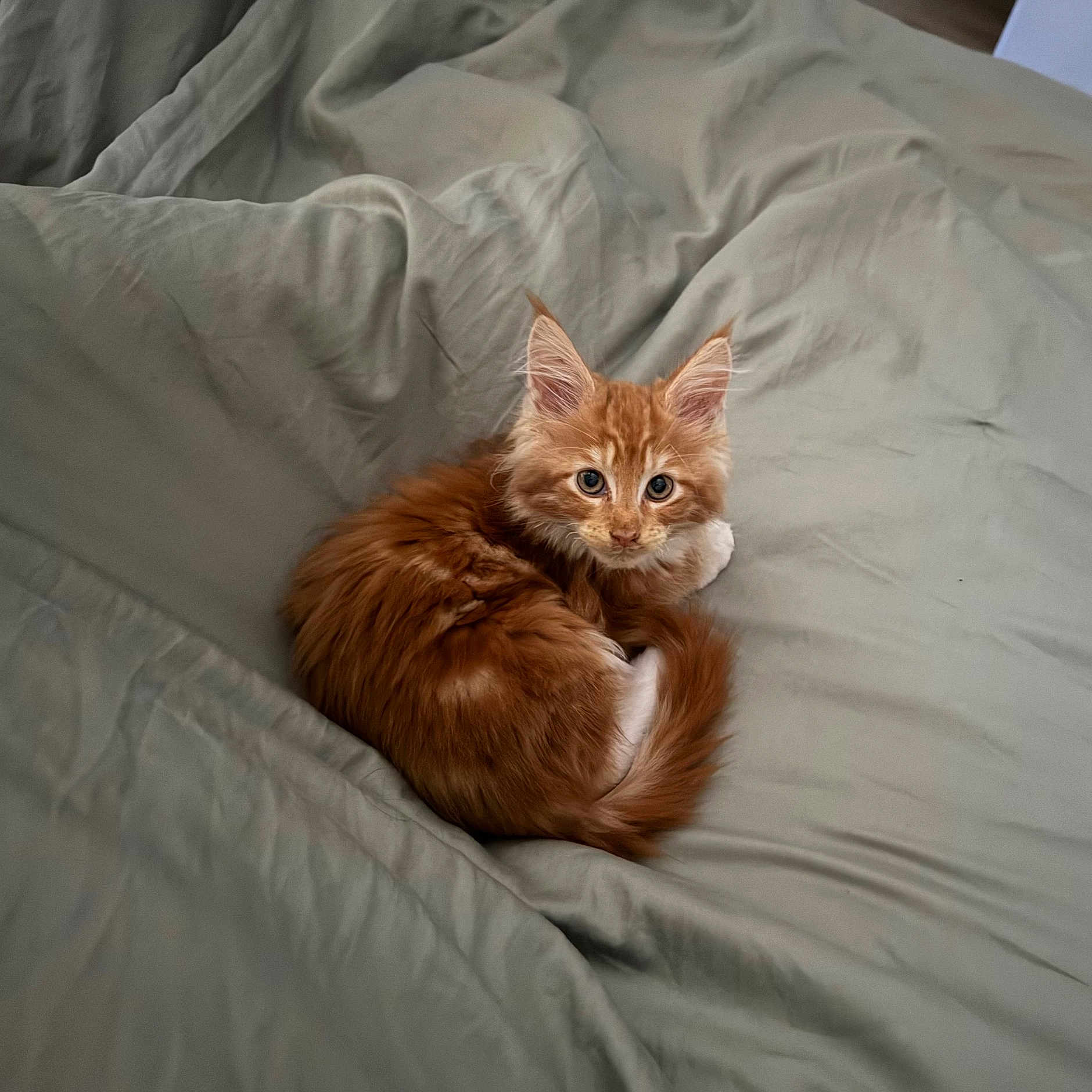 Noah a rejoint le concours — aidez-le/la à gagner de superbes lots ! animal, bed, blanket, cat, cozy, curled_up, cute, domestic_cat, feline, fur, indoor, kitten, orange_cat, pet, resting, sleepy, small, soft, whiskers, young