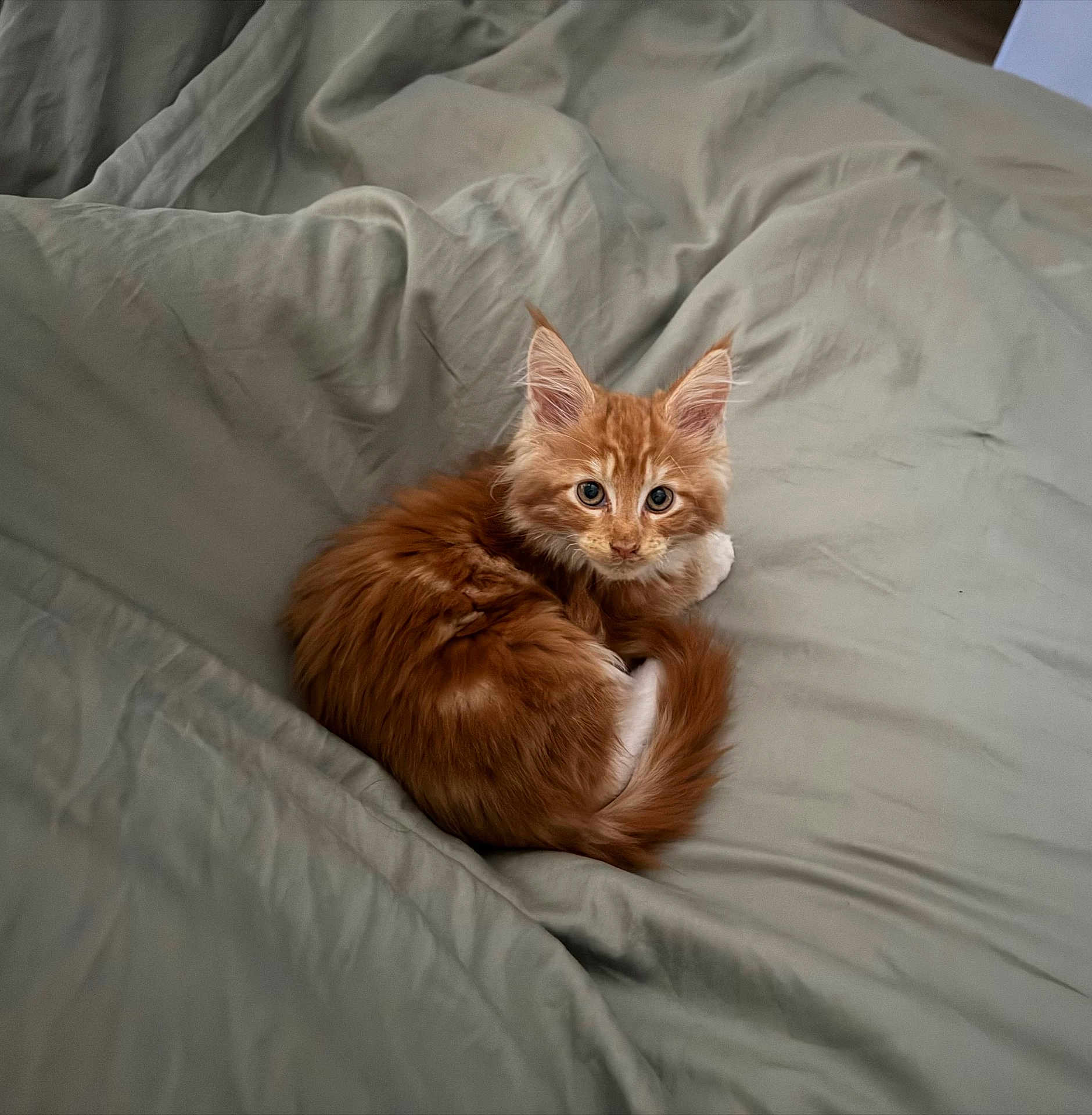 Noah a rejoint le concours — aidez-le/la à gagner de superbes lots ! kitten, cat, orange_cat, fur, pet, bed, blanket, cozy, indoor, cute, animal, whiskers, sleepy, young, small, feline, curled_up, resting, soft, domestic_cat