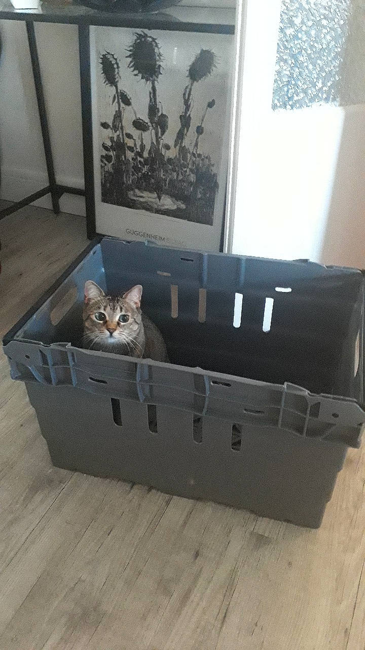 Ganache participe au concours pour gagner de l'argent avec cette photo : bengal, box, carnivore, cat, domestic_short_haired_cat, felidae, furniture, kitten, small_to_medium_sized_cats