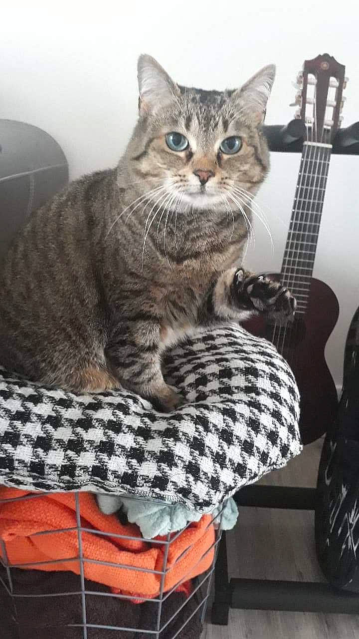 Ganache participe au concours pour gagner de l'argent avec cette photo : american_shorthair, asian, california_spangled, carnivore, cat, domestic_short_haired_cat, dragon_li, egyptian_mau, european_shorthair, felidae, guitar, kitten, musical_instrument, ocicat, pixie_bob, plucked_string_instruments, small_to_medium_sized_cats, string_instrument, tabby_cat, whiskers