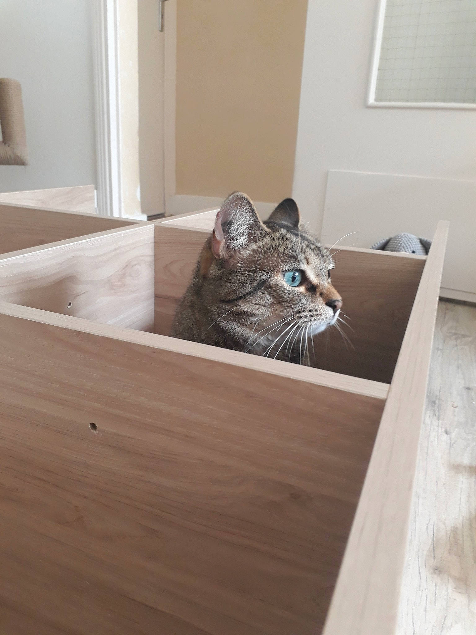 Ganache a rejoint le concours — aidez-le/la à gagner de superbes lots ! box, carnivore, cat, domestic_short_haired_cat, european_shorthair, felidae, floor, flooring, furniture, hardwood, kitten, laminate_flooring, room, small_to_medium_sized_cats, tabby_cat, table, whiskers, wood, wood_flooring, wood_stain