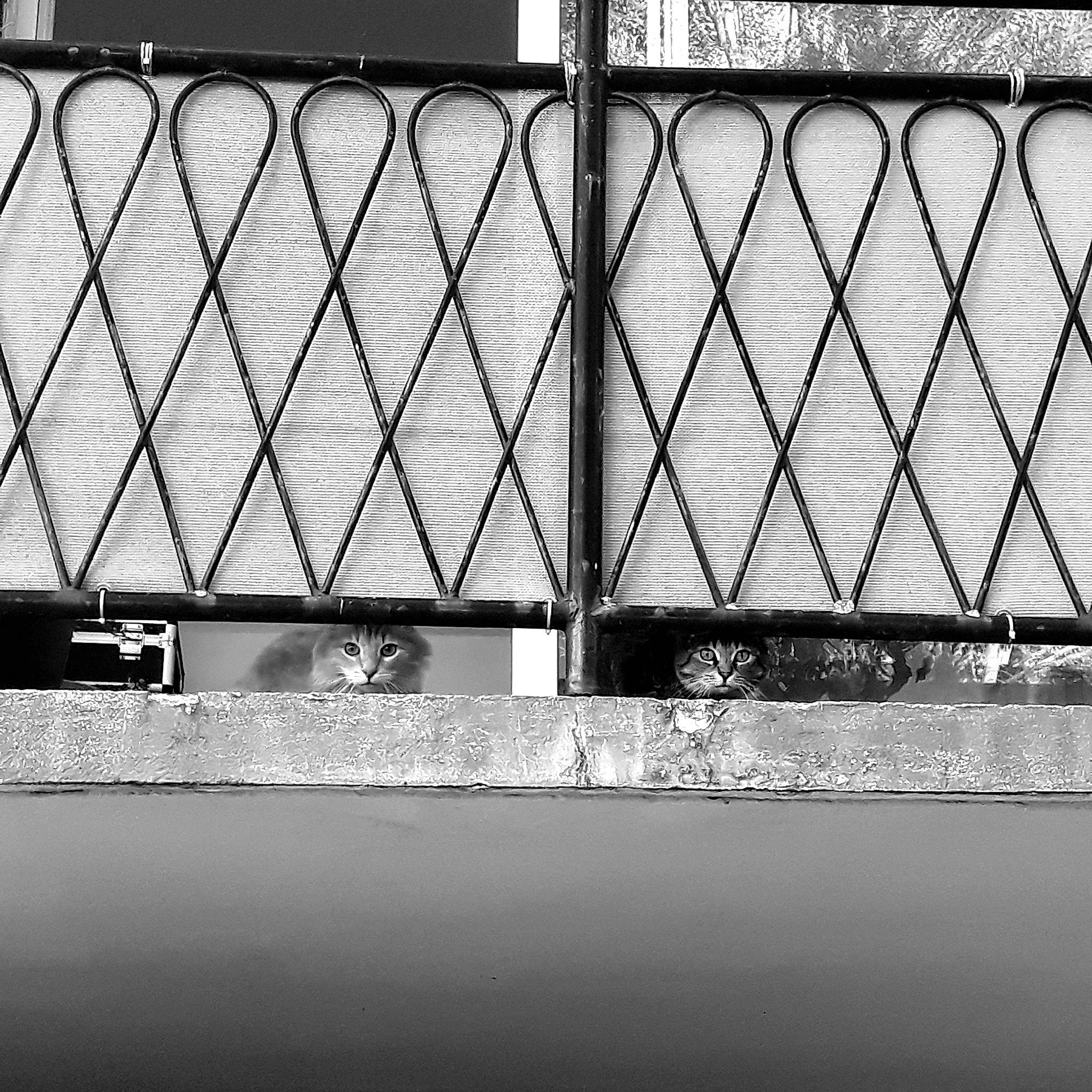 Ganache participe au concours pour gagner de l'argent avec cette photo : architecture, black_and_white, chain_link_fencing, fence, iron, line, mesh, metal, monochrome, monochrome_photography, photography, steel, style, symmetry, tints_and_shades, wire_fencing