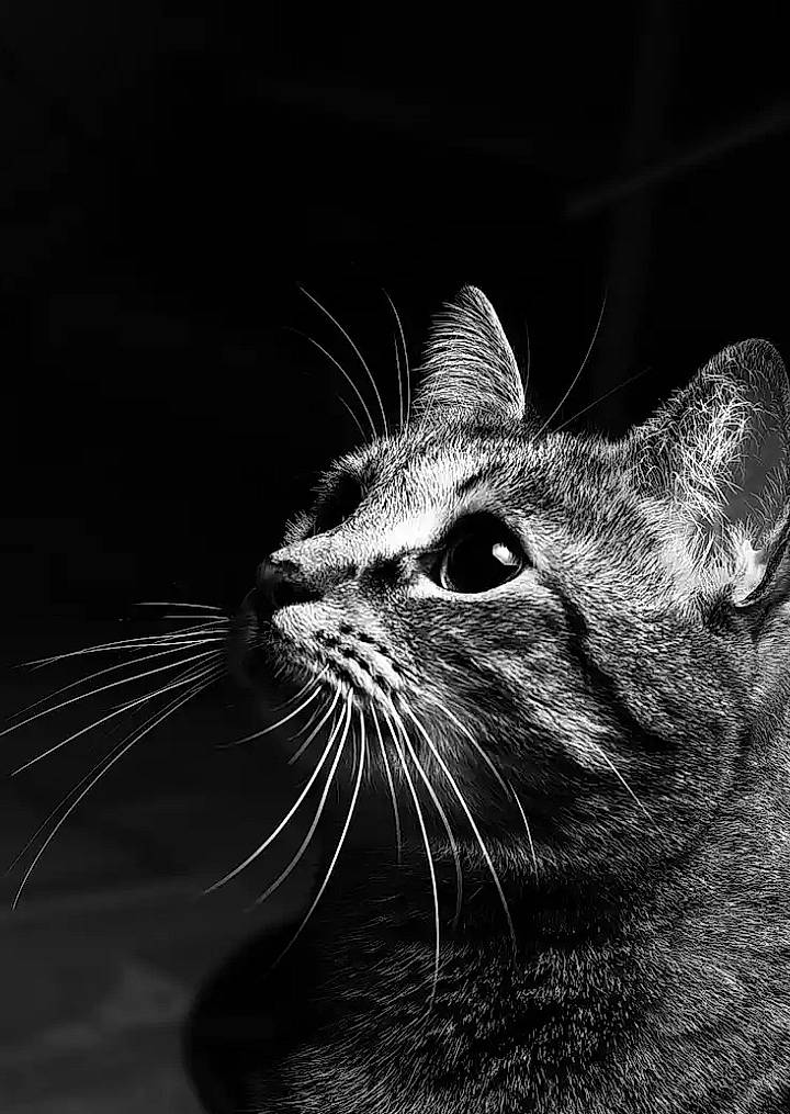 Ganache a rejoint le concours — aidez-le/la à gagner de superbes lots ! asian, black, black_and_white, black_cat, carnivore, cat, close_up, domestic_short_haired_cat, eye, felidae, monochrome, monochrome_photography, nose, organism, photography, small_to_medium_sized_cats, snout, stock_photography, tabby_cat, whiskers