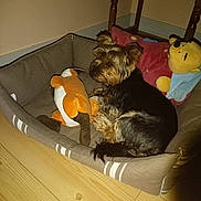 Nao participe au concours pour gagner de l'argent avec cette photo : animal, black_and_brown_fur, brown_dog, corner, cozy, dog, floor, furniture_leg, home, indoor, pet_bed, relaxed, shadow, sleeping_area, small_dog, stuffed_toy, toy_bear, toy_duck, wall, wooden_floor