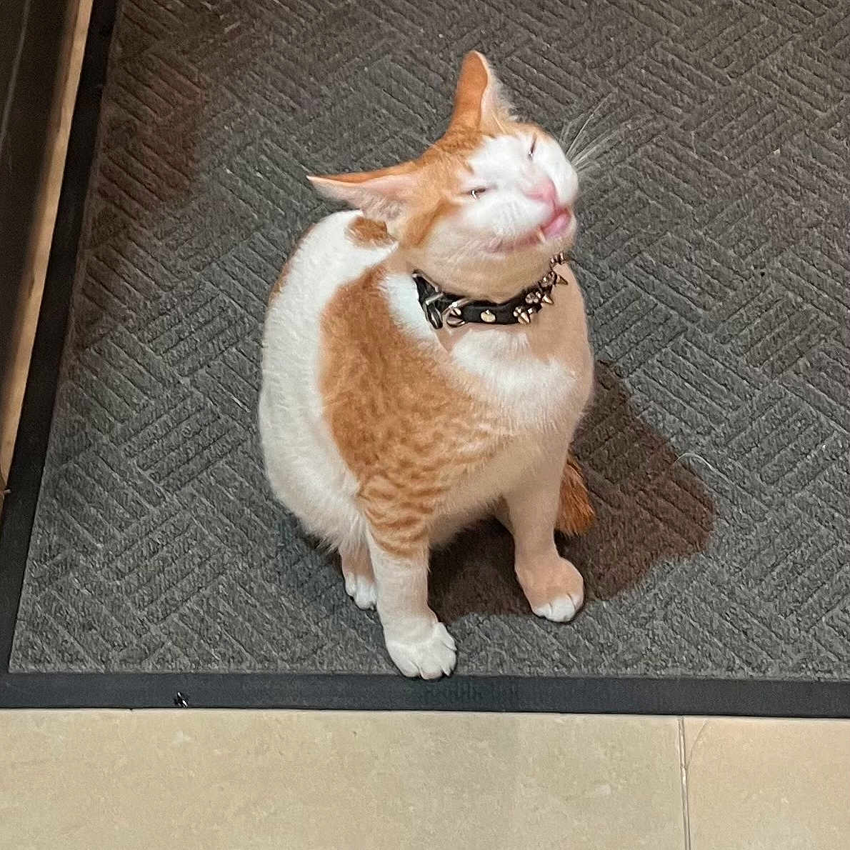 Pekpek joined the competition — help win amazing prizes! abyssinian, accessories, animal, astronomy, cat, hardwood, indoors, interiordesign, kitten, leash, manx, mat, moon, nature, night, outdoors, pet, stainedwood, strap, wood