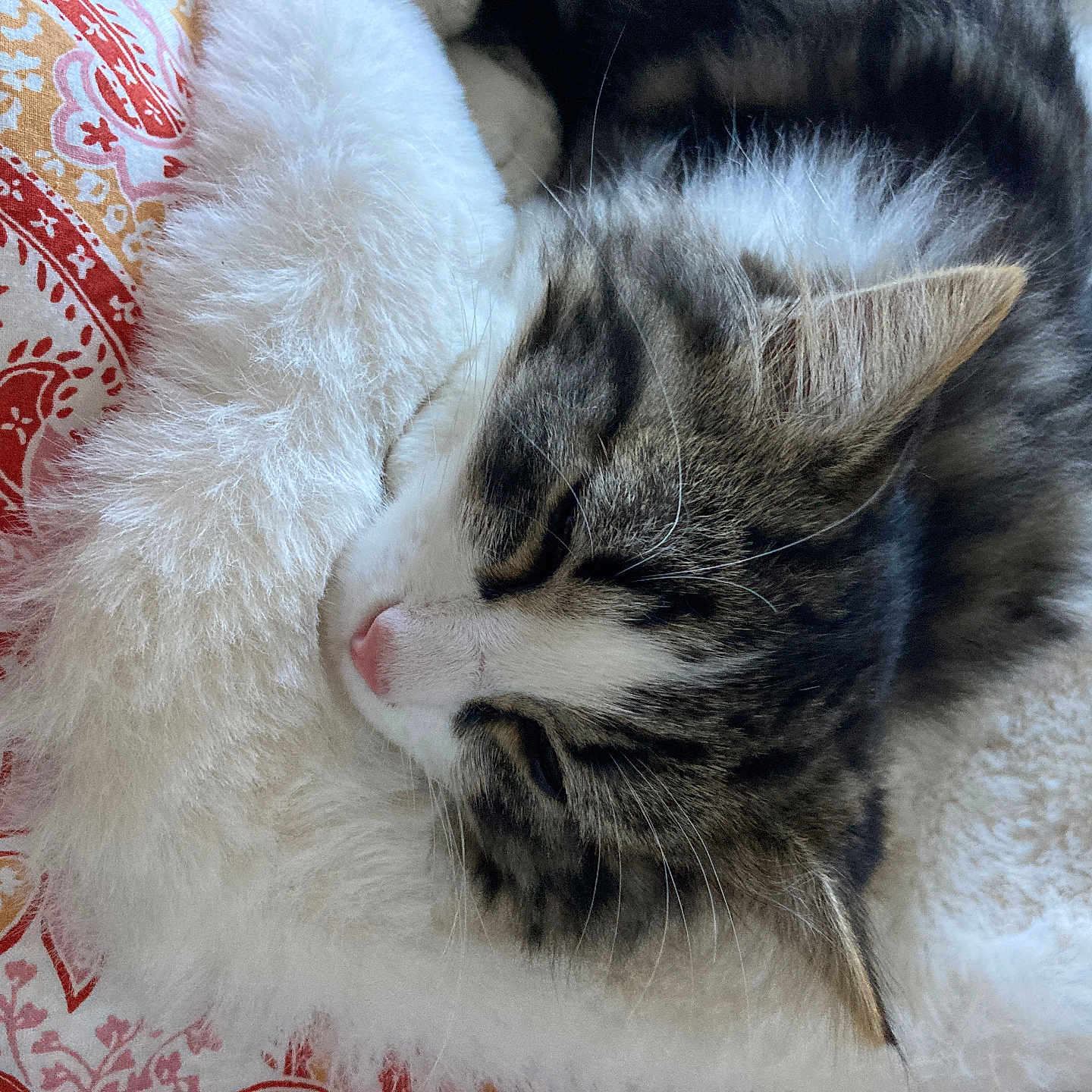 Croquette participe au concours pour gagner de l'argent avec cette photo : animal, blanket, calm, cat, closeup, cozy, cute, domestic_animal, fluffy, fur, fur_texture, indoor, patterned_fabric, pet, pink_nose, relaxed, resting, sleeping, soft, whiskers