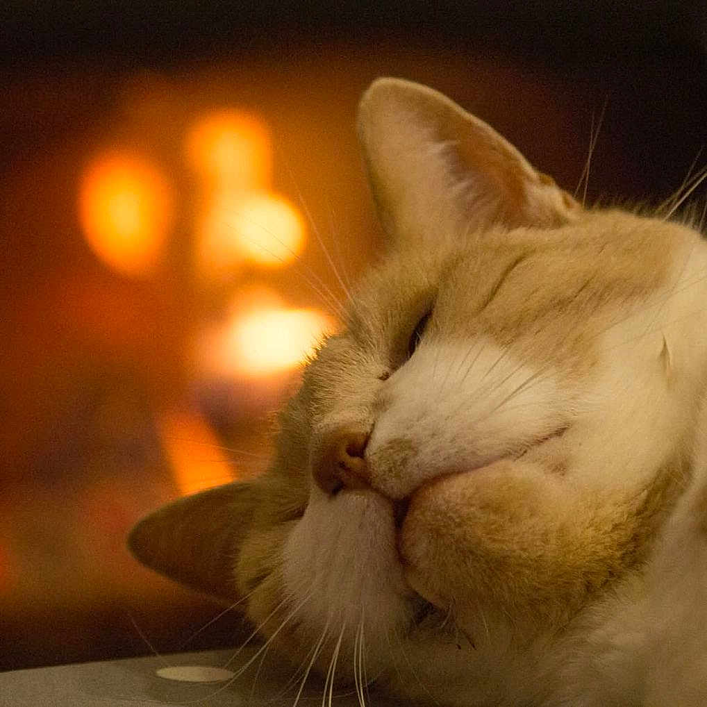 Caramel a rejoint le concours — aidez-le/la à gagner de superbes lots ! cat, close_up, relaxed, fur, whiskers, animal, pet, cozy, warm_lighting, indoor, sleepy, face, muzzle, ear, soft_focus, comfort, resting, feline, cute, domestic_cat