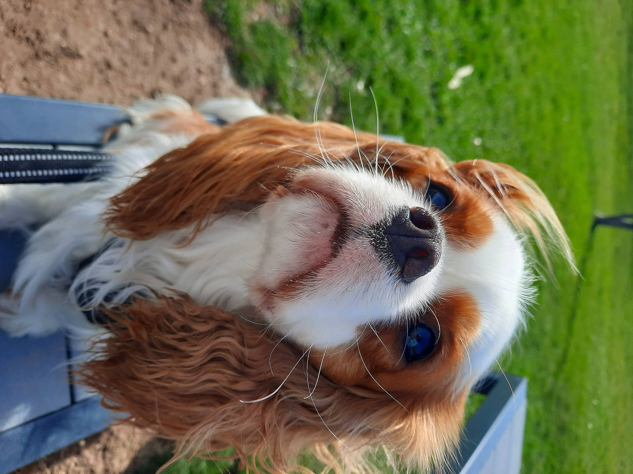 Shester a rejoint le concours — aidez-le/la à gagner de superbes lots ! canidae, carnivore, cavalier_king_charles_spaniel, collar, companion_dog, dog, dog_breed, fawn, fur, grass, king_charles_spaniel, liver, plant, snout, spaniel, sporting_group, terrestrial_animal, toy_dog, whiskers, wildlife