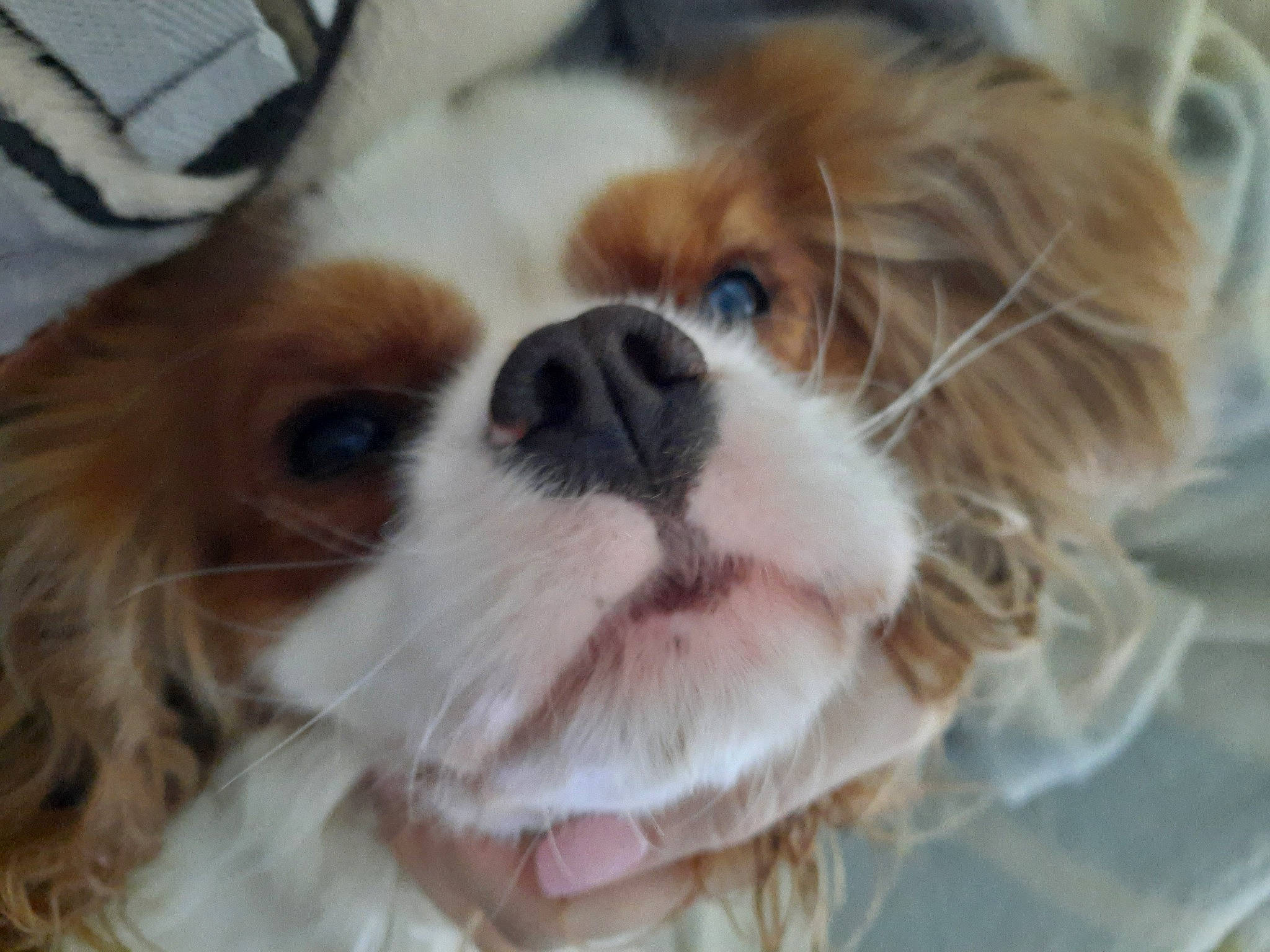 Shester a rejoint le concours — aidez-le/la à gagner de superbes lots ! canidae, carnivore, cavalier_king_charles_spaniel, companion_dog, dog, dog_breed, ear, fawn, fur, king_charles_spaniel, liver, pekingese, phalene, snout, spaniel, sporting_group, tibetan_spaniel, toy_dog, whiskers, working_animal