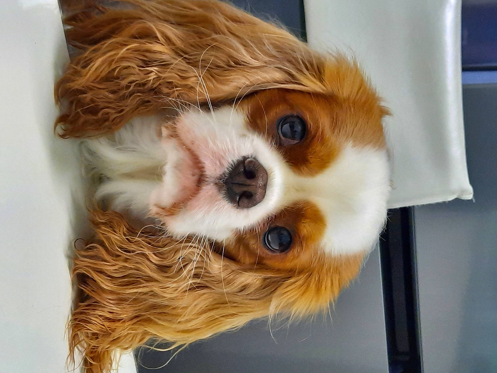 Shester participe au concours pour gagner de l'argent avec cette photo : canidae, carnivore, cavalier_king_charles_spaniel, companion_dog, dog, dog_breed, fawn, fur, liver, puppy, snout, spaniel, sporting_group, terrestrial_animal, toy, toy_dog, whiskers, wood, working_animal