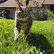 Félix participe au concours pour gagner de l'argent avec cette photo : animal, cat, closeup, curious, daytime, flowers, focused, garden, grass, greenery, house, mammal, nature, outdoor, pet, roof, sunlight, tabby_cat, walking, yellow_flowers