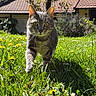animal, cat, closeup, curious, daytime, flowers, focused, garden, grass, greenery, house, mammal, nature, outdoor, pet, roof, sunlight, tabby_cat, walking, yellow_flowers