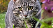 Félix participe au concours pour gagner de l'argent avec cette photo : animal, cat, closeup, curious, ears, eyes, feline, flower, focused, garden, grass, gray_cat, greenery, mammal, nature, outdoor, pet, tabby, walking, whiskers