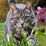 animal, cat, closeup, curious, ears, eyes, feline, flower, focused, garden, grass, gray_cat, greenery, mammal, nature, outdoor, pet, tabby, walking, whiskers