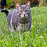 Félix a rejoint le concours — aidez-le/la à gagner de superbes lots ! alert, animal, cat, closeup, curious, feline, flowers, garden, grass, gray_tabby, greenery, mammal, meadow, nature, outdoor, pet, spring, walking, whiskers, wildlife
