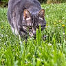 Félix a rejoint le concours — aidez-le/la à gagner de superbes lots ! animal, cat, closeup, eye_contact, feline, flora, flowers, focus, grass, gray_tabby, greenery, mammal, meadow, nature, outdoor, pets, predator, spring, stealth, wildlife