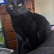 Tichuba joined the competition — help win amazing prizes! black_cat, cat, pet, animal, indoor, feline, sitting, yellow_eyes, fur, whiskers, detailed, closeup, domestic_cat, looking, alert, wooden_dresser, television, furniture, soft_light, curtain