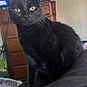 black_cat, cat, pet, animal, indoor, feline, sitting, yellow_eyes, fur, whiskers, detailed, closeup, domestic_cat, looking, alert, wooden_dresser, television, furniture, soft_light, curtain