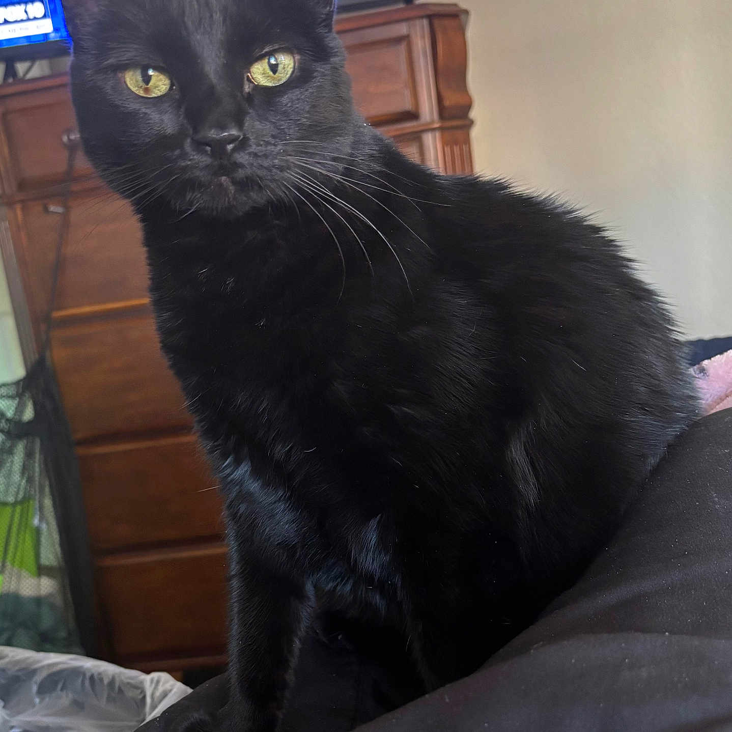 Tichuba joined the competition — help win amazing prizes! black_cat, cat, pet, animal, indoor, feline, sitting, yellow_eyes, fur, whiskers, detailed, closeup, domestic_cat, looking, alert, wooden_dresser, television, furniture, soft_light, curtain