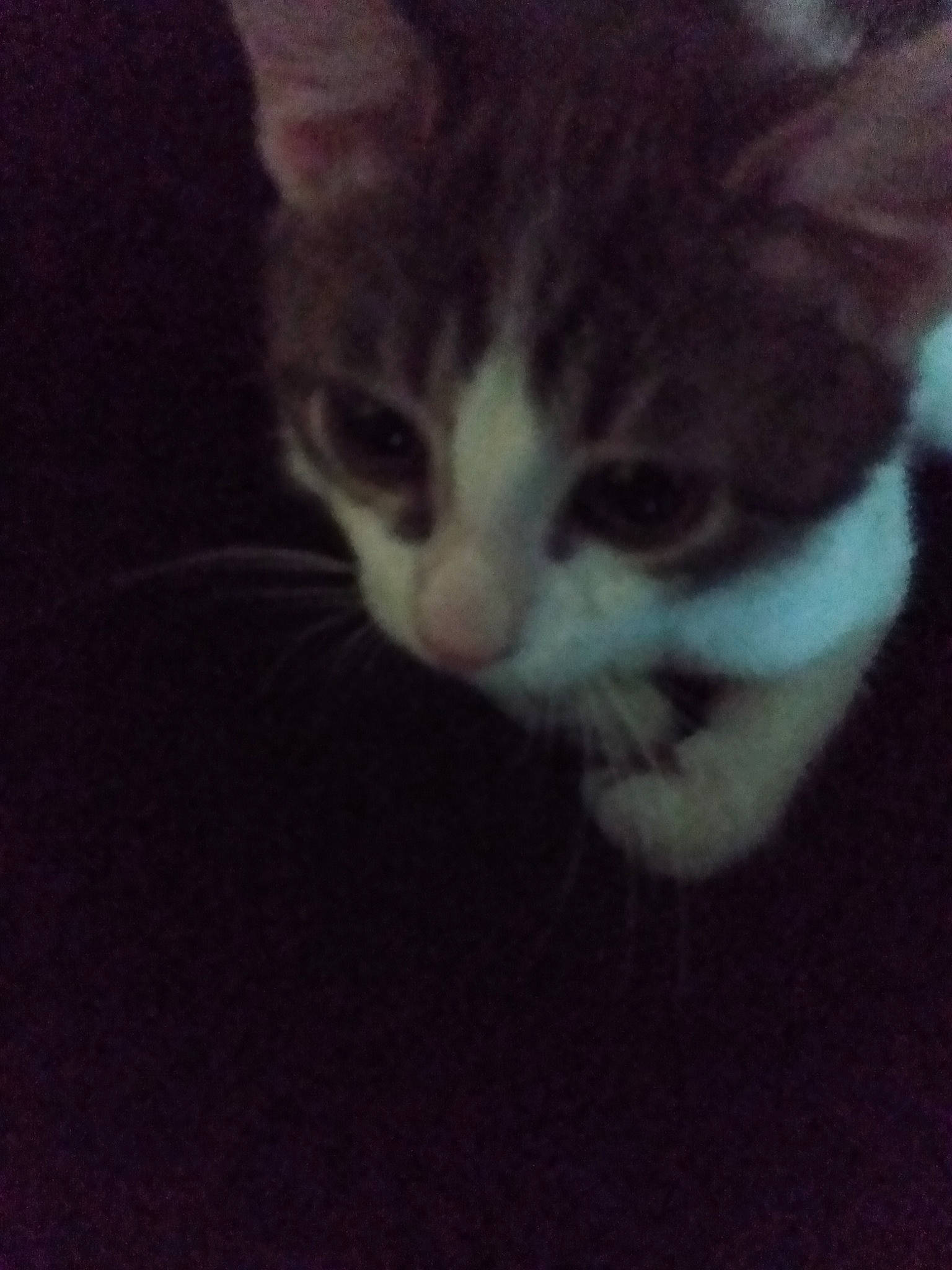 Joker is registered to the contest to win money with this photo: aegean_cat, american_wirehair, carnivore, cat, domestic_short_haired_cat, european_shorthair, eye, felidae, fur, kitten, night, nose, photography, polydactyl_cat, sky, small_to_medium_sized_cats, snout, tabby_cat, tail, whiskers