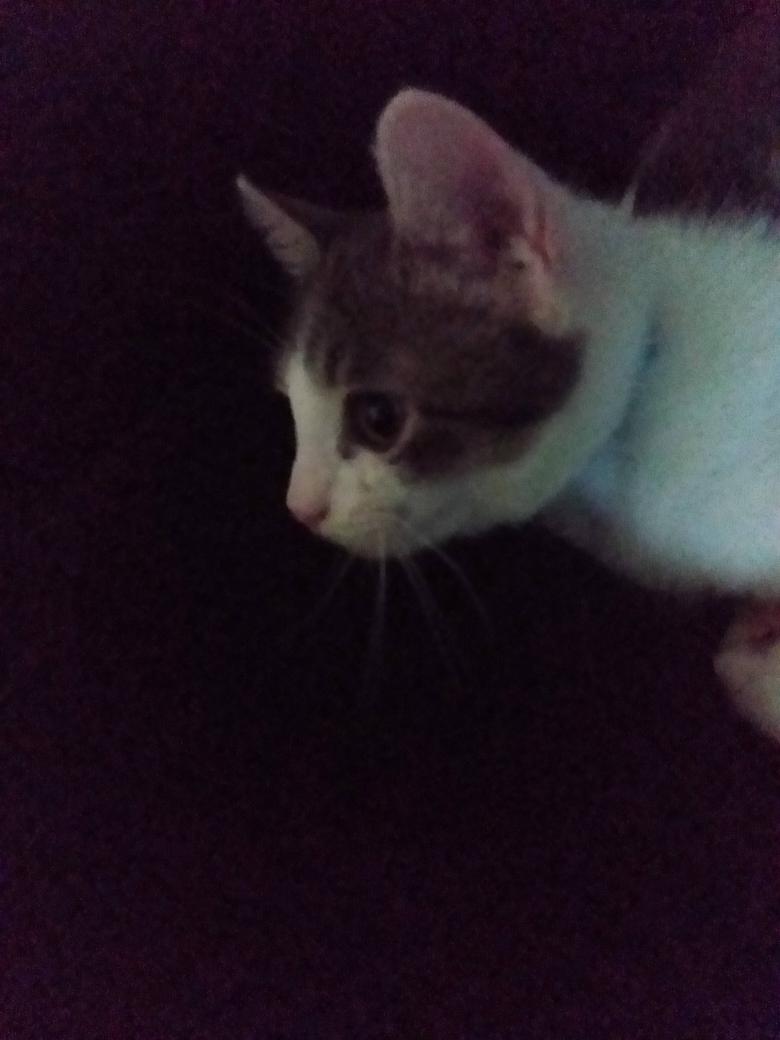 Joker is registered to the contest to win money with this photo: carnivore, cat, domestic_short_haired_cat, ear, felidae, kitten, polydactyl_cat, sky, small_to_medium_sized_cats, tail, whiskers