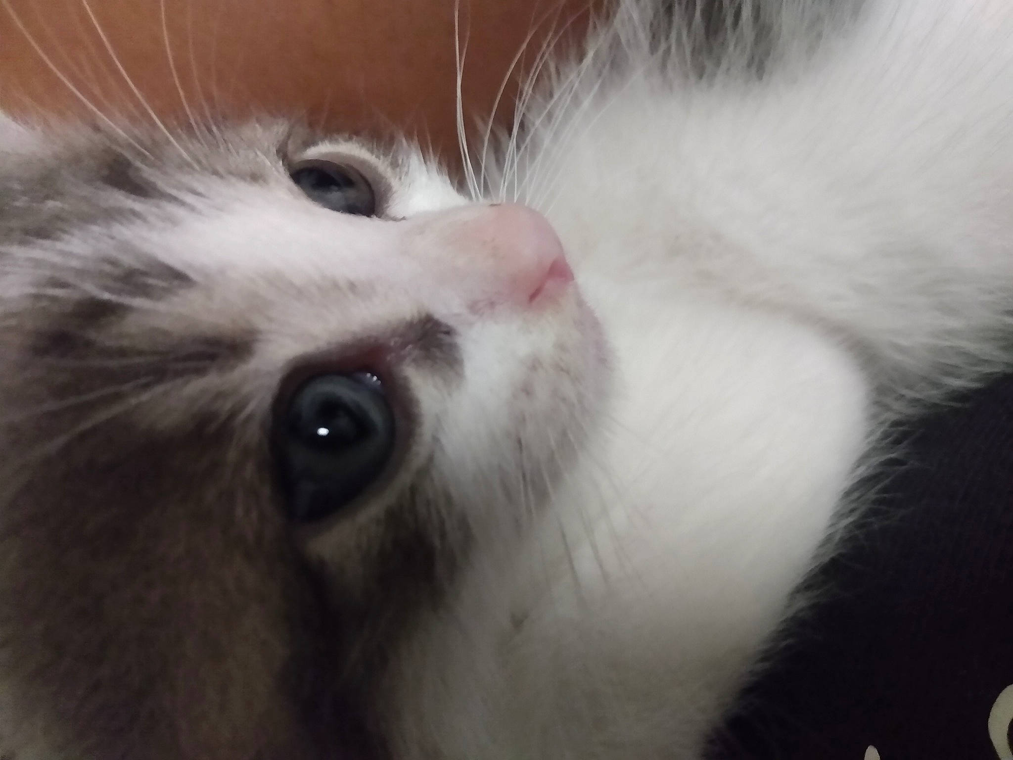 Joker joined the competition — help win amazing prizes! american_curl, carnivore, cat, close_up, domestic_long_haired_cat, ear, eye, felidae, fur, iris, kitten, mammal, munchkin, nose, skin, small_to_medium_sized_cats, snout, turkish_angora, turkish_van, whiskers