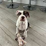 Turbo is registered to the contest to win money with this photo: animal, bar_stool, brown_and_white, companion, cute, dog, domestic_animal, floor, furniture, indoor, looking_up, pet, playful, plush_toy, puppy, sitting, small_dog, toy, wooden_floor, young_dog