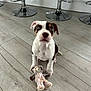 animal, bar_stool, brown_and_white, companion, cute, dog, domestic_animal, floor, furniture, indoor, looking_up, pet, playful, plush_toy, puppy, sitting, small_dog, toy, wooden_floor, young_dog