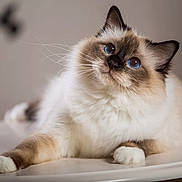 Lucy joined the competition — help win amazing prizes! cat, blue_eyes, fluffy, relaxed, whiskers, indoor, portrait, fur, pet, cute, animal, feline, white_surface, soft_light, close_up, curious, model, studio, background_blur, elegant