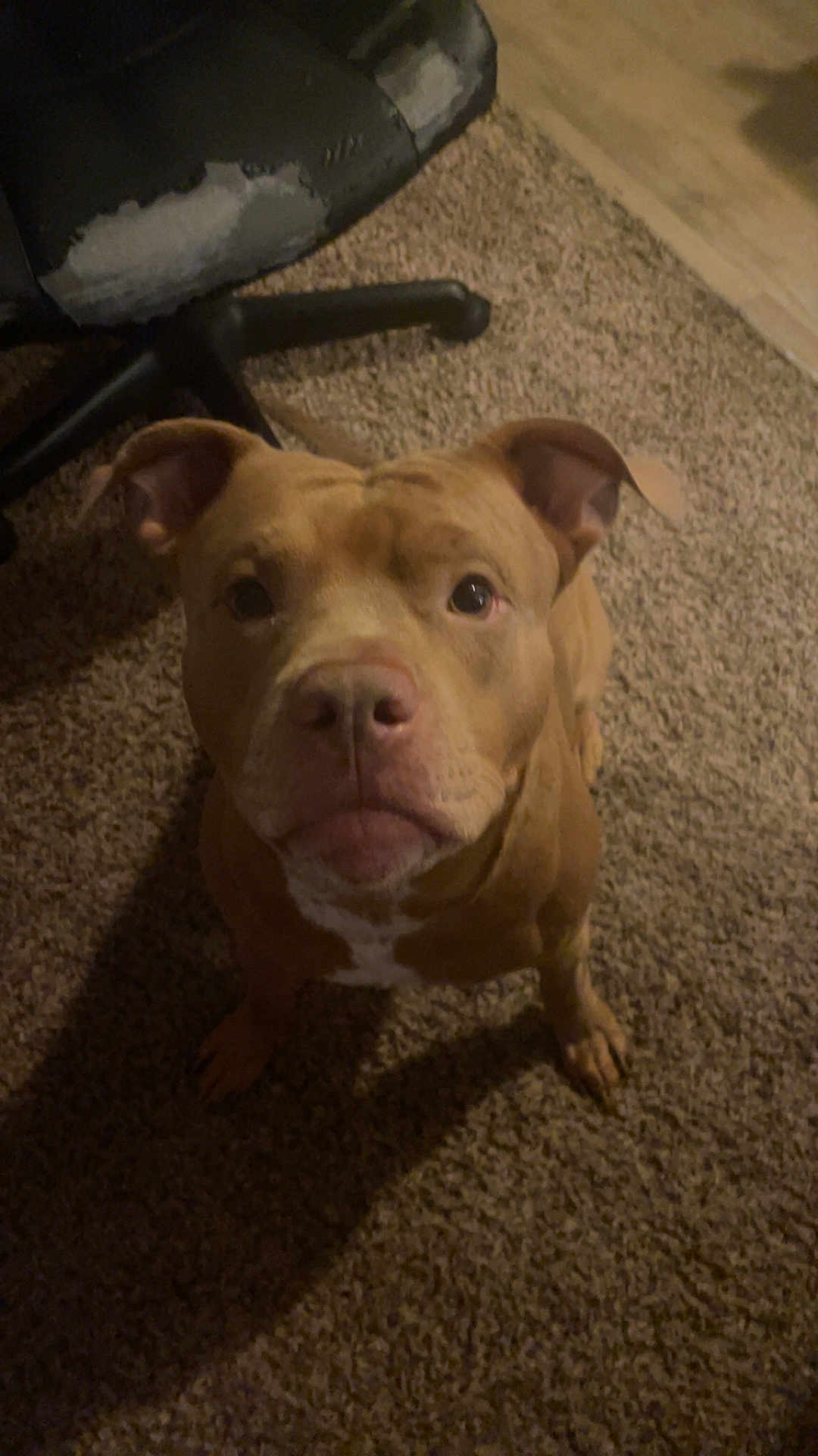 Jaxxon