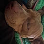 Jaxxon is registered to the contest to win money with this photo: animal, blanket, brown_dog, closeup, cozy, cute, dog, ears, fur, head, indoors, nap, peaceful, pet, relaxation, rest, sleeping, snout, soft_texture, warm