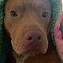Jaxxon is registered to the contest to win money with this photo: animal, blanket, brown_dog, canine, close_up, comfort, cozy, cute, dog, domestic_animal, face, fur, indoor, looking, pet, portrait, resting, snout, soft, warmth