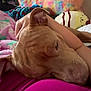 animal, blanket, brown_dog, canine, colorful_pillow, comfort, companion, cozy, cute, dog, furniture, home, indoor, lying_down, person_arm, pet, pink_clothing, relaxation, resting, soft_texture