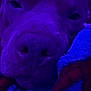 animal, blanket, blue_lighting, calm, close_up, comfort, cozy, dog, face, fur, indoor, nosedetail, pet, portrait, purple_lighting, relaxed, resting, sleepy, snuggling, soft_texture