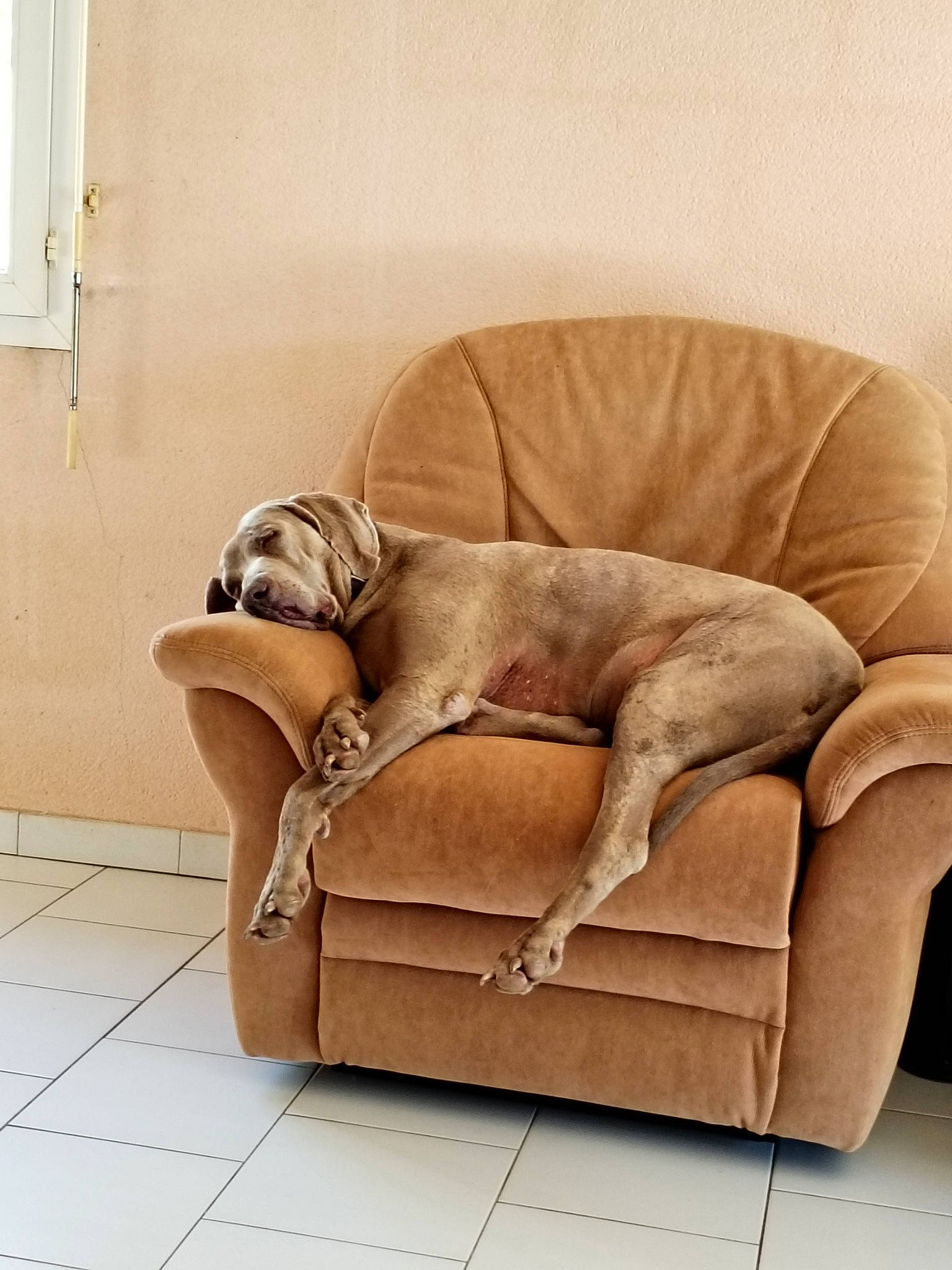 Jag participe au concours pour gagner de l'argent avec cette photo : beige, carnivore, comfort, companion_dog, couch, dog, dog_breed, dog_supply, fawn, flooring, hardwood, liver, outdoor_furniture, outdoor_sofa, pet_supply, sofa_bed, sporting_group, studio_couch, wood, working_animal