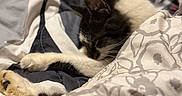 Milo joined the competition — help win amazing prizes! animal, bed, black_and_white, blanket, cat, closeup, comforter, cozy, fabric, feline, fur, indoor, pattern, pet, quiet, relaxation, resting, sleeping, soft_lighting, warm