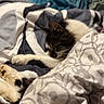 animal, bed, black_and_white, blanket, cat, closeup, comforter, cozy, fabric, feline, fur, indoor, pattern, pet, quiet, relaxation, resting, sleeping, soft_lighting, warm
