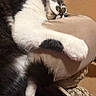 animal, armrest, black_and_white, bowl, candy, cat, closeup, comfort, couch, cozy, feline, fur, household, indoor, paw, pet, relaxed, resting, sleeping, wrapper