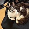 black, black_and_white, cat, curious, domestic_animal, ears, feline, floor, indoor, looking, lounging, mesh_chair, office_chair, paws, pet, red_bag, relaxed, tail, whiskers, white