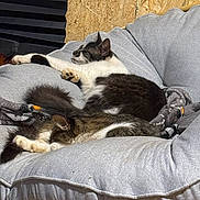 Milo is registered to the contest to win money with this photo: animal, black_and_white_cat, cat, chair, cozy, cushion, cute, domestic_animal, feline, fur, furniture, home, indoor, paw, pet, relaxed, resting, sleeping, tabby_cat, whiskers