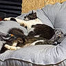 animal, black_and_white_cat, cat, chair, cozy, cushion, cute, domestic_animal, feline, fur, furniture, home, indoor, paw, pet, relaxed, resting, sleeping, tabby_cat, whiskers