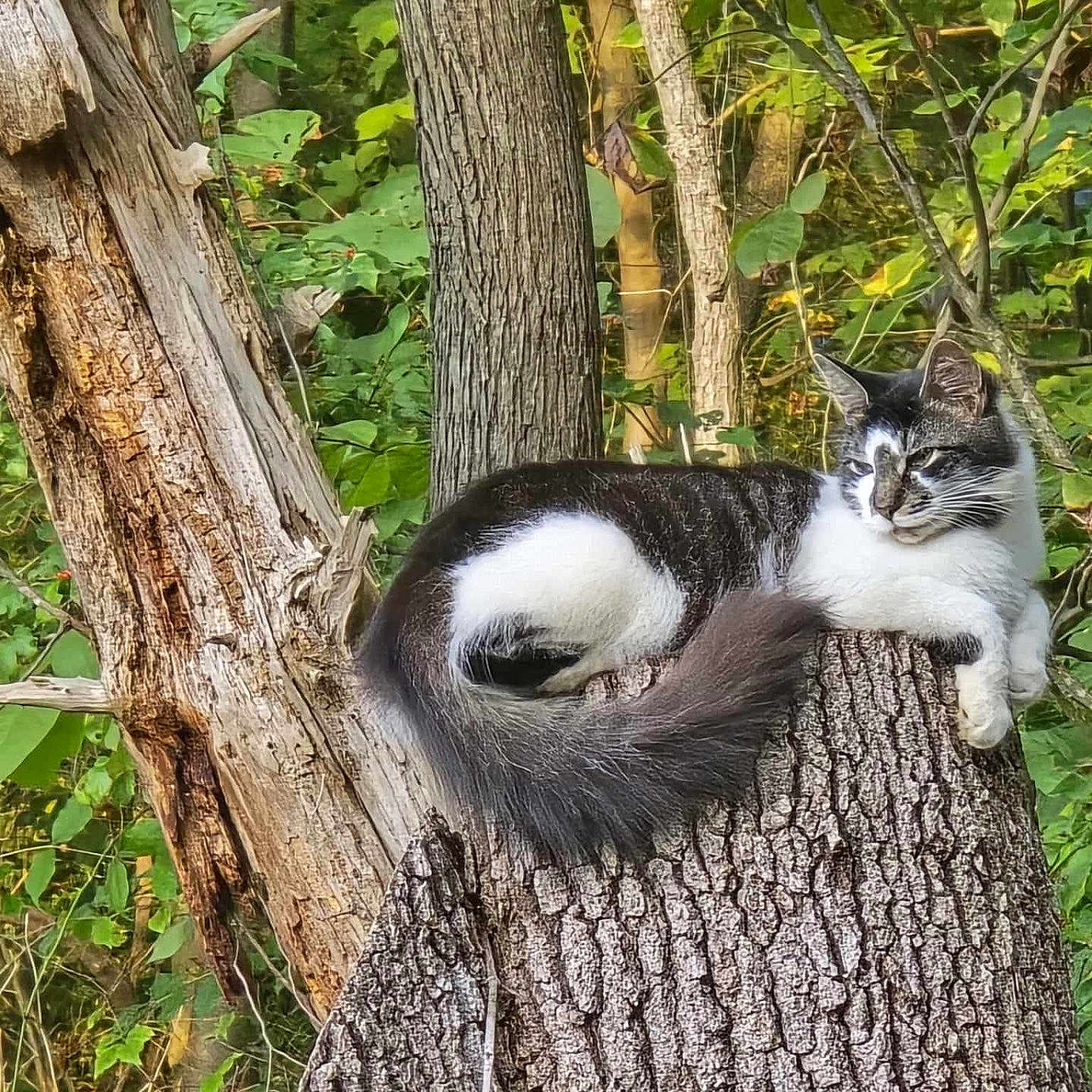 Milo