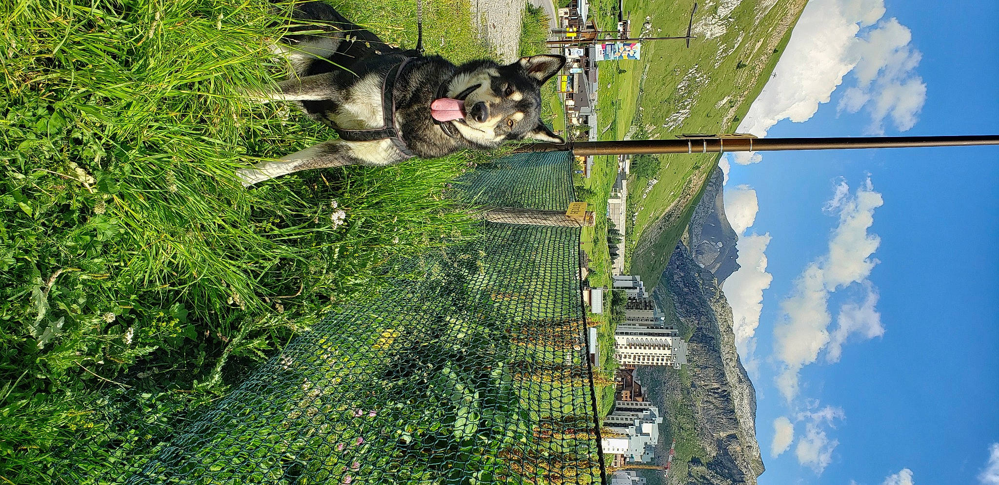 Salto participe au concours pour gagner de l'argent avec cette photo : aerial_photography, birds_eye_view, cloud, dog, dog_breed, electricity, grass, green, landscape, leisure, plant, pole, public_utility, sky, slope, travel, tree, urban_design, vegetation, working_animal
