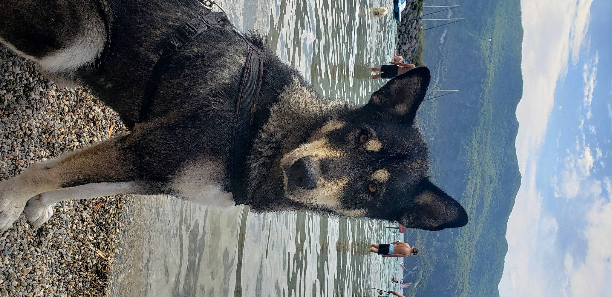 Salto a rejoint le concours — aidez-le/la à gagner de superbes lots ! biting, canidae, canis, carnivore, dog, dog_breed, east_european_shepherd, foot, german_shepherd_dog, herding_dog, king_shepherd, old_german_shepherd_dog, snout, sporting_group, tail, terrestrial_animal, tree, water, window, working_animal