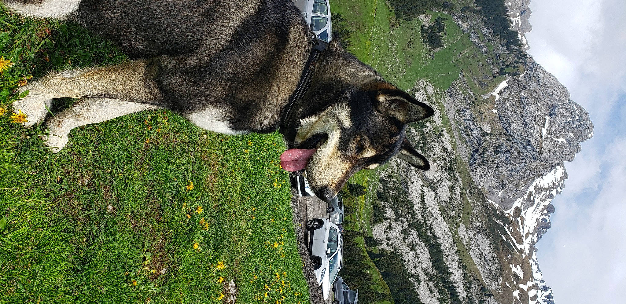 Salto participe au concours pour gagner de l'argent avec cette photo : adventure, canidae, canis, carnivore, collar, companion_dog, dog, dog_breed, dog_collar, dog_supply, fawn, flower, grass, guard_dog, leash, plant, snout, sporting_group, tail, working_animal