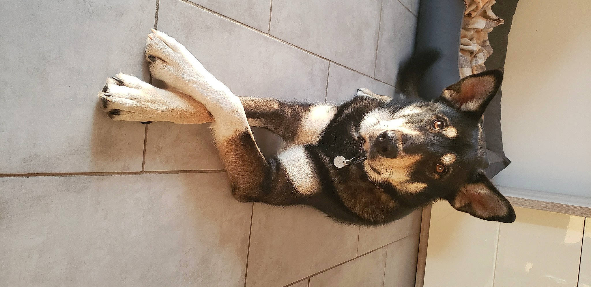 Salto participe au concours pour gagner de l'argent avec cette photo : art, carnivore, claw, companion_dog, dog, dog_breed, eyewear, fawn, flooring, foot, fur, human_leg, paw, plant, tail, tree, whiskers, window, wood, working_animal