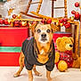 dog, black_sweater, small_dog, festive_decorations, red_ornaments, gold_ornaments, teddy_bear, wooden_rocking_chair, holiday_theme, indoor, floor, looking_at_camera, curious_expression, brown_dog, decorative_lights, gift_box, plush_toy, christmas, pet, animal