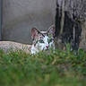 Arès participe au concours pour gagner de l'argent avec cette photo : alert, animal, background, camouflage, cat, close_up, curious, ears, feline, grass, green_eyes, mammal, nature, outdoor, pet, portrait, stealth, stone_wall, whiskers, wildlife