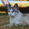 animal, blue_eyes, calm, cat, closeup, domestic_animal, ears, feline, fur, grass, lying_down, mammal, nature, outdoor, pet, portrait, relaxed, sunlight, whiskers, wildlife