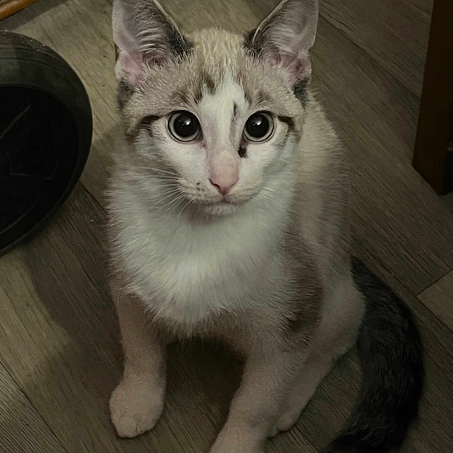 Arès a rejoint le concours — aidez-le/la à gagner de superbes lots ! animal, cat, close_up, curious, cute, domestic, ears, feline, floor, fur, indoor, kitten, looking_up, pet, sitting, small, tail, whiskers, wooden_floor, young